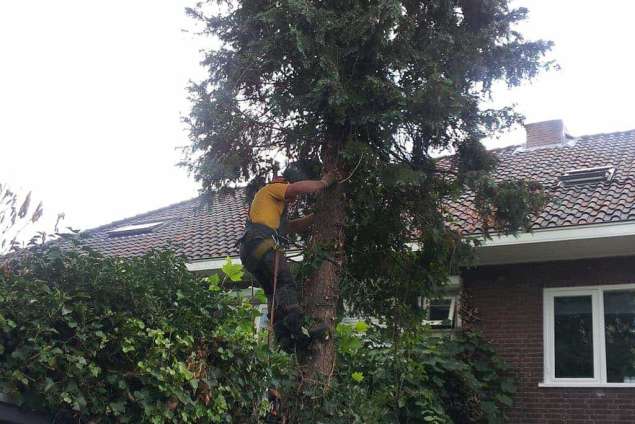 Hulst bomen rooien